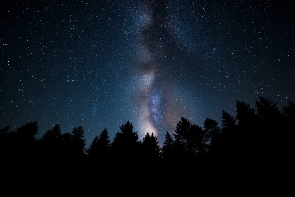 forest silhouette night stars