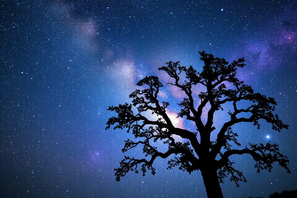 glowing galaxy tree silhouette