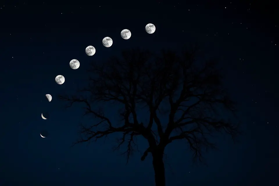moon phases tree silhouette