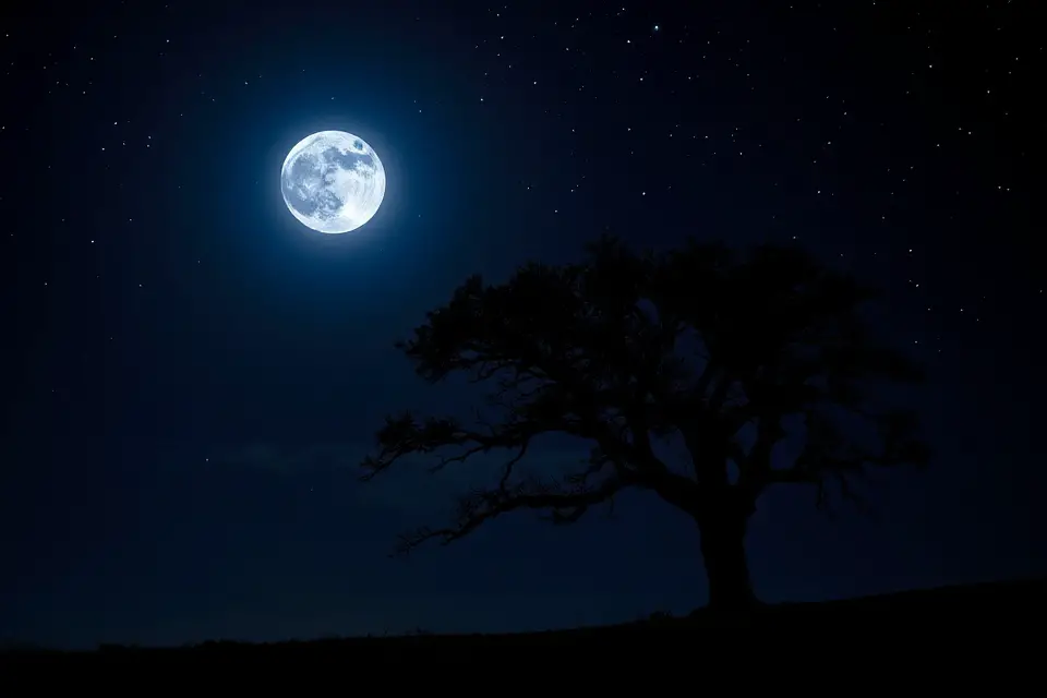 moonlit tree under stars