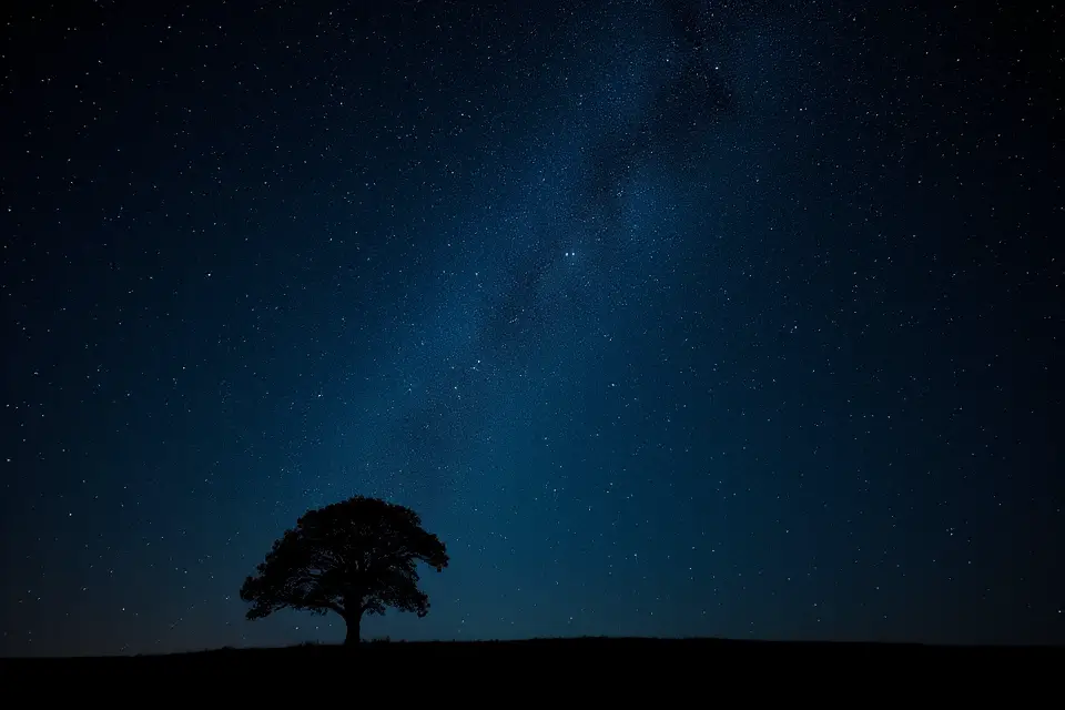 solitary tree night silhouette