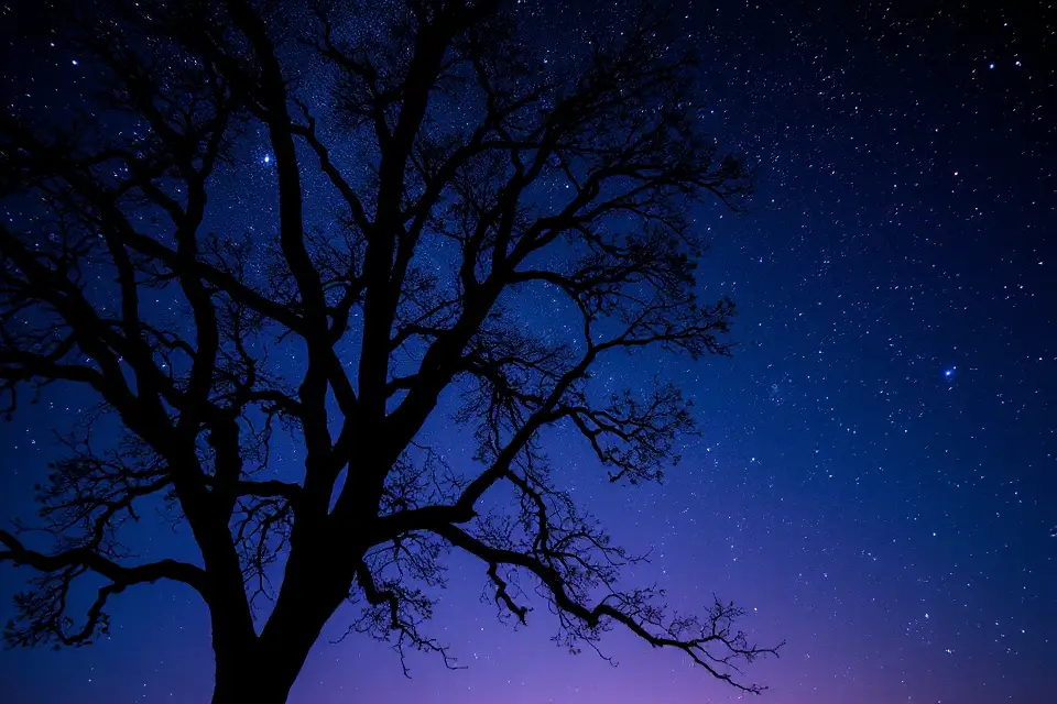 starry night tree silhouette