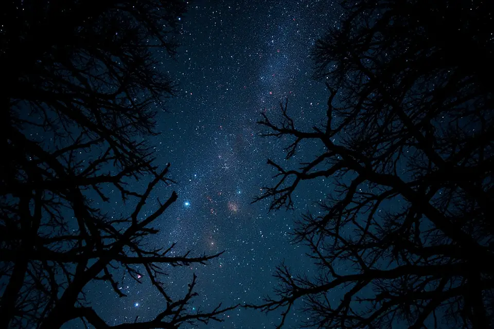 starry night with silhouettes