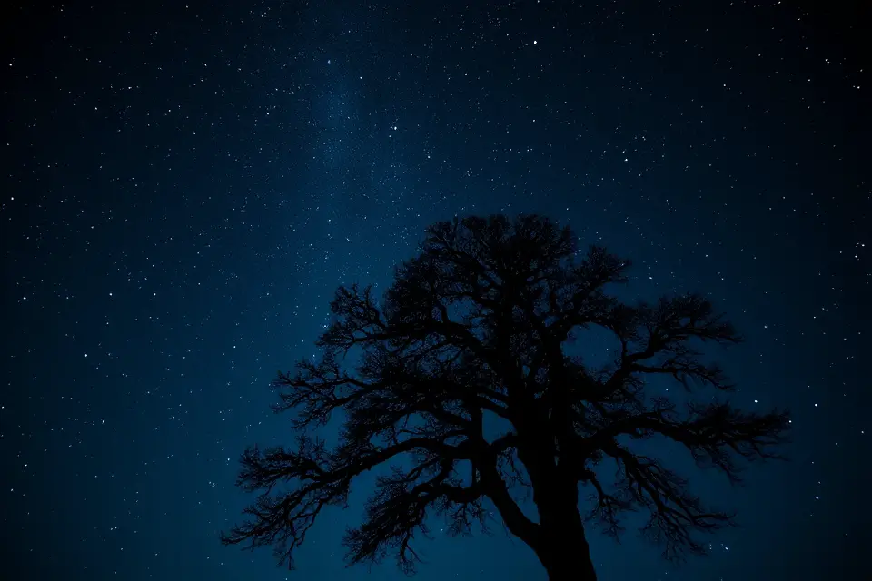 starry sky tree silhouette