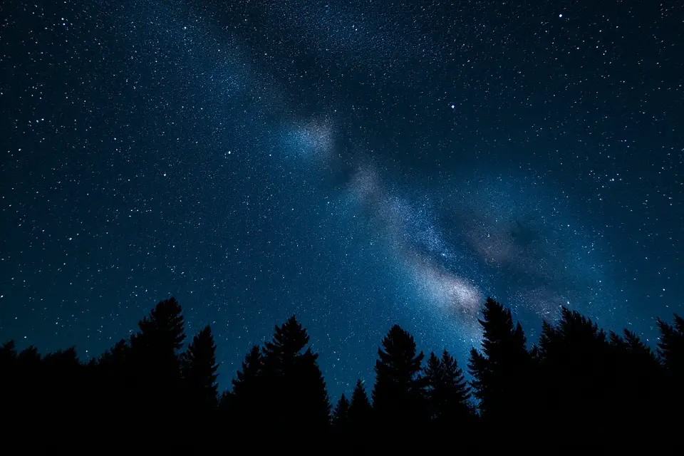 stars over pine forest
