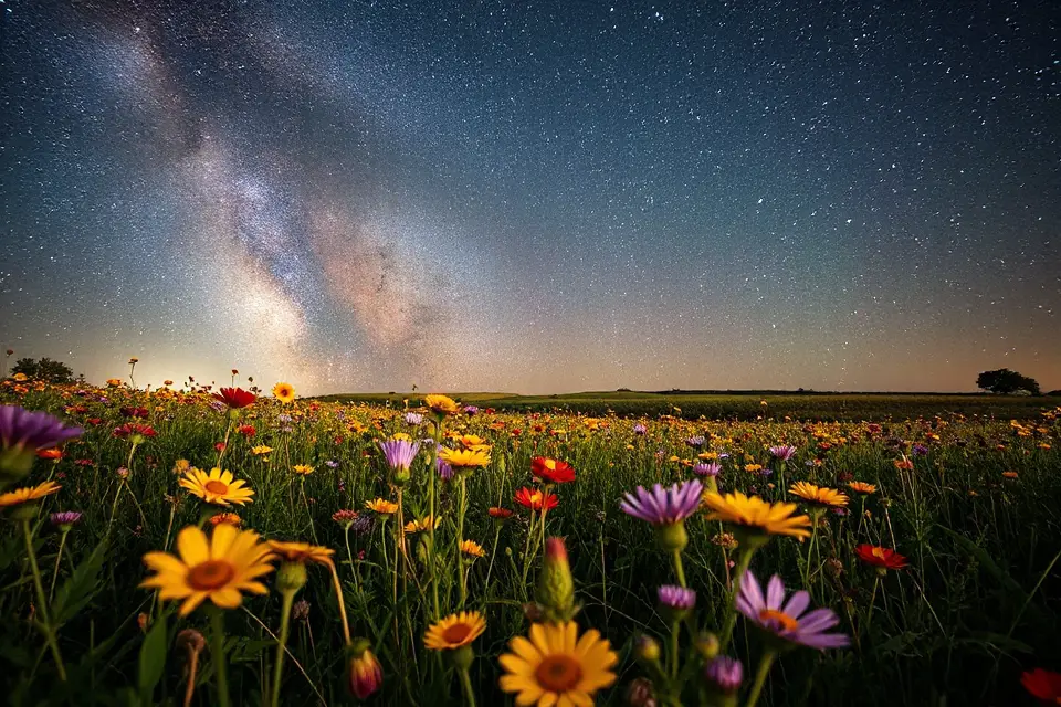 wildflowers under starry sky